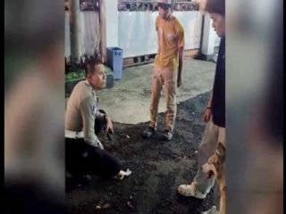 Viral Anjing Menyerang Kucing ; Tanggung Jawab & Etika Hidup Berdampingan