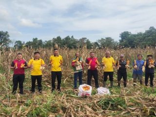 Panen Jagung, Polsek Kelapa Kampit Dukung Ketahanan Pangan