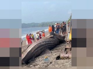 Hiu Tutul Terdampar di Pangandaran